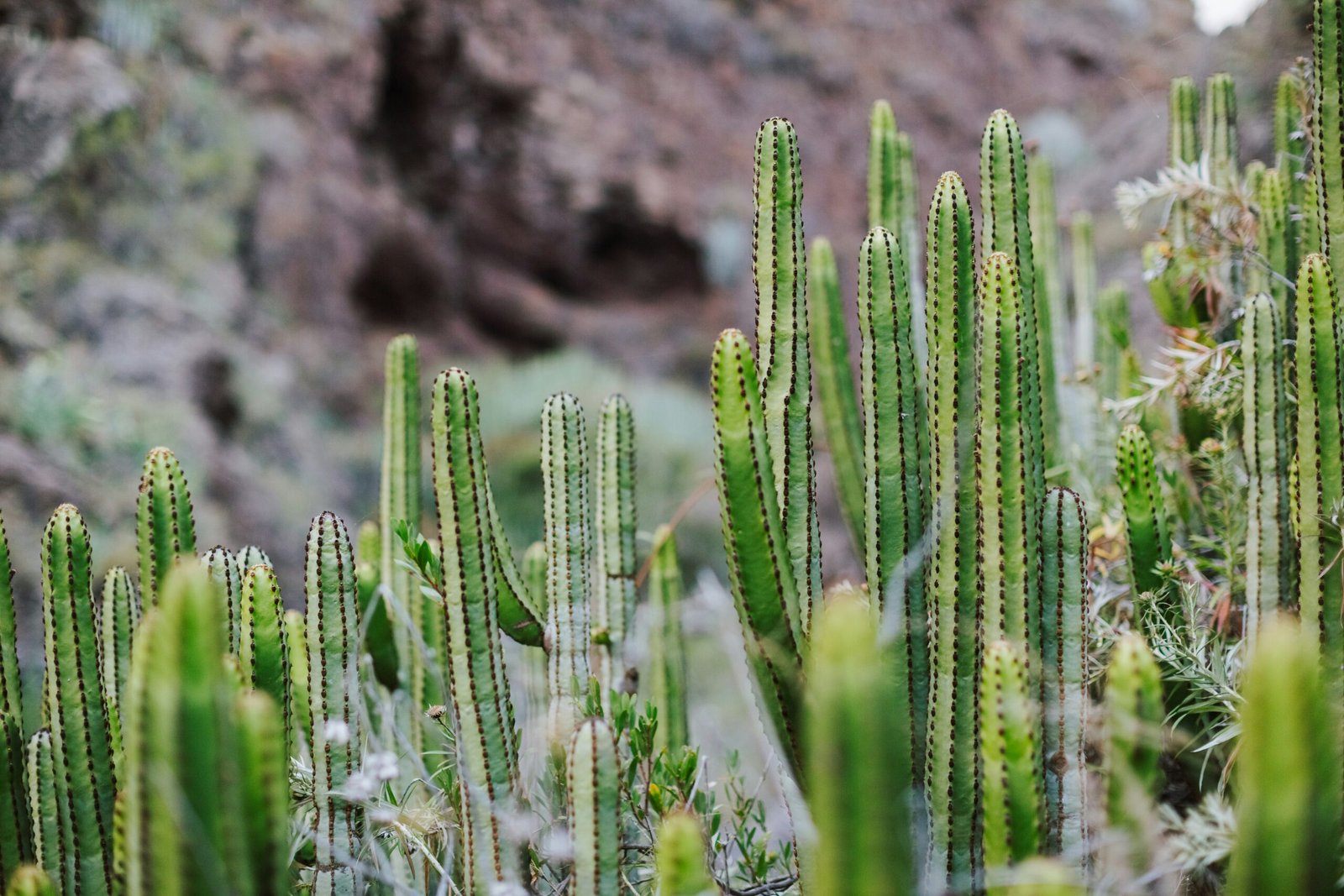 a group of green plants in a rocky area